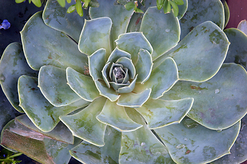 Image showing Sempervivum tectorum in closeup, housekeep