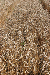 Image showing Golden Wheat field