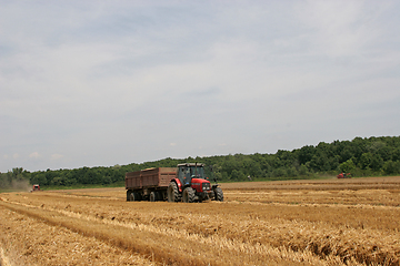 Image showing Combine harvesting wheat