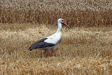 Image showing Stork in wheat field