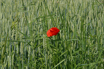 Image showing Poppy flower and green field, Slavonia, Croatia