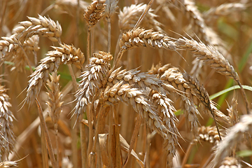 Image showing Golden wheat field