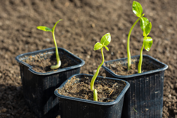 Image showing Plant sprouts in plastic black pots on the background of fresh earth in the garden