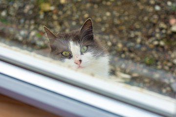 Image showing A stray cat looks piteously out the window