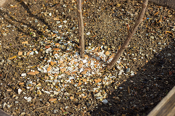 Image showing Fertilizing a bush with eggshells