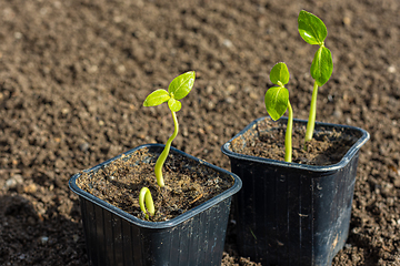 Image showing Seedlings in plastic black pots on the background of fresh earth in the garden