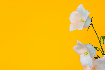 Image showing Several flowers of white bell on yellow background