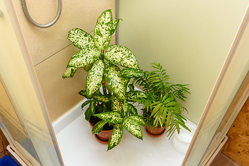 Image showing Washing the leaves of indoor plants in the shower