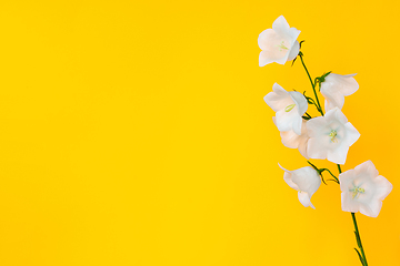 Image showing A branch of a white bell on a yellow background, left empty space for insertion