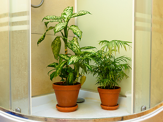 Image showing Indoor flowers stand in a shower stall after washing from leaves from dust