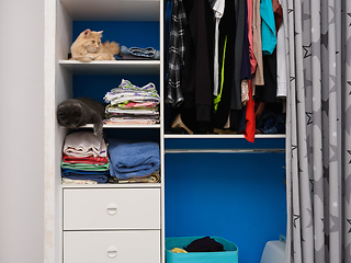 Image showing In an open closet, on shelves with things, two cats are sitting on different shelves