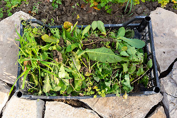 Image showing Collected weeds from the garden are in a plastic box