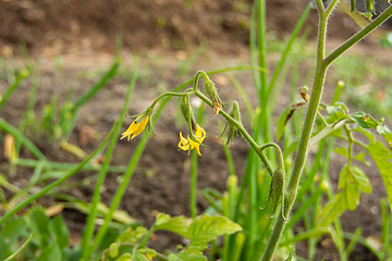 Image showing Flowers of tomato seedlings in the garden close-up