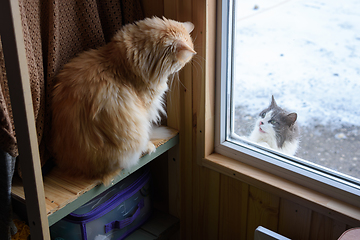 Image showing Two cats, indoor and outdoor, look at each other through the window in a country house