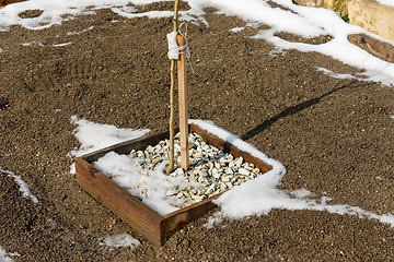 Image showing One-year fruit tree seedling after wintering