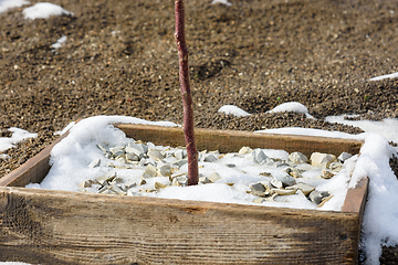 Image showing Remnants of melting snow on a wooden hole covered with decorative fine gravel for a fruit tree seedling