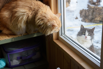 Image showing A stray cat looks from the street into the window of the house, a domestic cat is staring at it from the inside