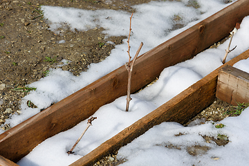 Image showing Grape seedlings in a wooden hole, the first spring thaw and the snow is melting