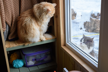 Image showing A stray cat looking out the window from the street looks at the home