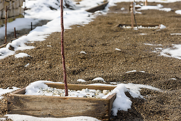 Image showing In the garden in the spring a layer of snow melts, fertile soil appears