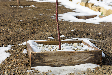 Image showing Spring melting of snow in the garden, holes of trees and land in the garden partially in snow