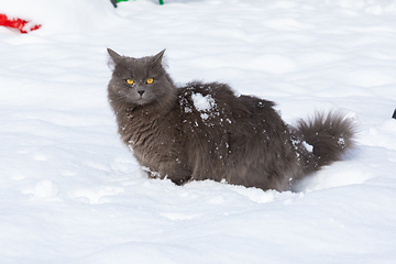 Image showing A funny domestic dark gray cat stands in a snowdrift