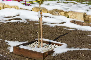 Image showing Annual fruit tree seedling in the garden in early spring