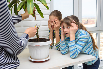 Image showing The girl cut a tall houseplant into two parts, the children look with fear and surprise