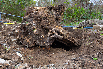 Image showing Grubbing a huge tree stump in the garden