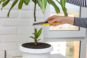 Image showing Cutting indoor plants, the girl\'s hands cut off the upper part of the cordilina plant