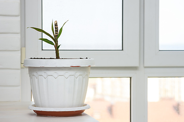 Image showing Indoor plant seedling in a large pot by the window