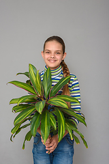 Image showing A girl holding a flower of a houseplant cordilina in her hands