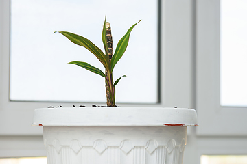 Image showing Seedling of a plant Cordilina close-up in a pot on a background of a window