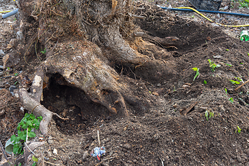 Image showing The roots of a large stump dug up for uprooting in the garden