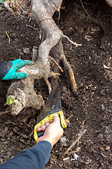 Image showing A man\'s hand saws the roots of a huge stump for uprooting