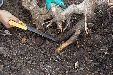 Image showing Sawing with a saw to remove a tree stump in the garden