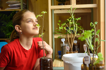 Image showing A girl transplants seedlings of garden plants, and smells how fresh leaves smell