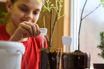 Image showing A girl inserts indicative plates for seedlings into plastic bottles with seedlings of berry bushes