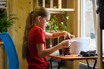 Image showing A girl at home at a table by the window is engaged in transplanting garden plants