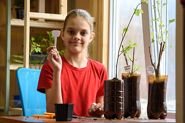 Image showing A girl is engaged in planting seedlings of berry bushes in pots of plastic bottles, holds a pointer with the name of the plant in her hands and happily looks into the frame