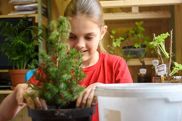 Image showing A girl is planting a spruce seedling in a pot, in the background are seedlings of garden plants