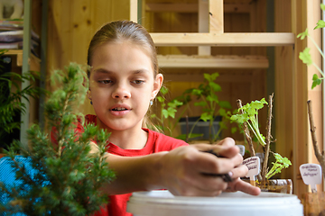 Image showing The girl takes the soil from the bucket for planting plants, close-up