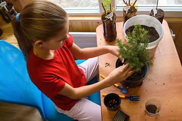 Image showing A girl transplants a spruce seedling at a table by the window, top view