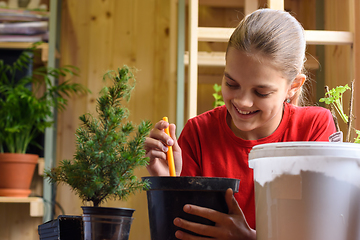 Image showing Happy girl transplants a spruce seedling into a larger pot