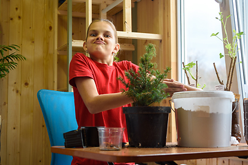 Image showing A girl transplants a spruce seedling and looks funny into the frame