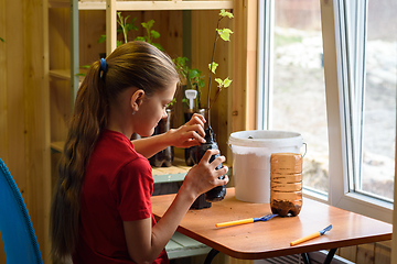 Image showing The girl unwinds the purchased seedling of a garden plant for planting in a temporary plastic pot