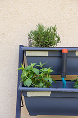 Image showing Vertical shot of small vertical garden, hobby