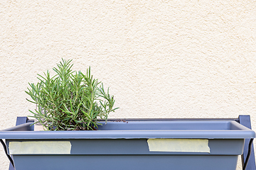 Image showing Horizontal shot of small rosemary on pot