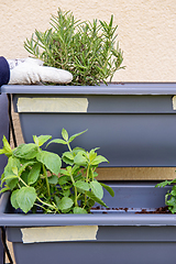 Image showing Vertical shot of small vertical garden, hobby