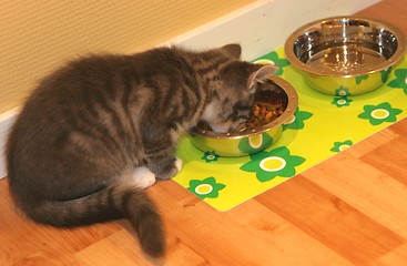 Image showing Kitten eating